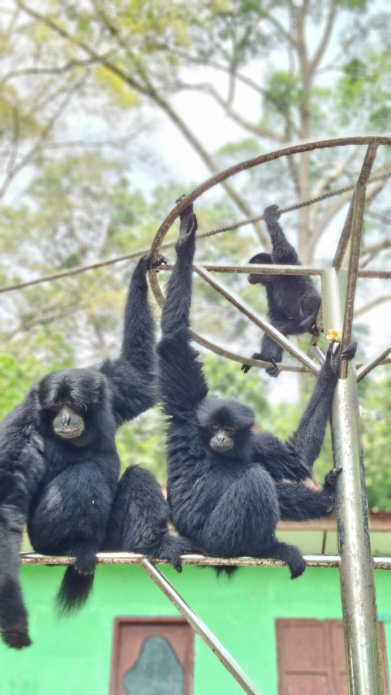 Siamang